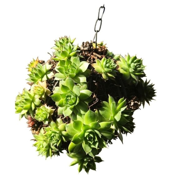 Heart-Shaped Metal Wire Succulent Wreath Frame Flat Back With Hook 8.5 x 8 - Picture 9 of 9